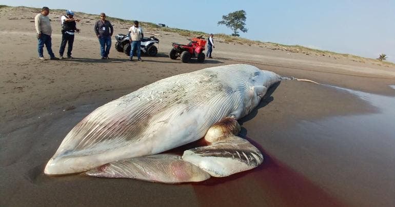 Hallan ballena muerta de más de 12 metros en playas de Nautla, Veracruz