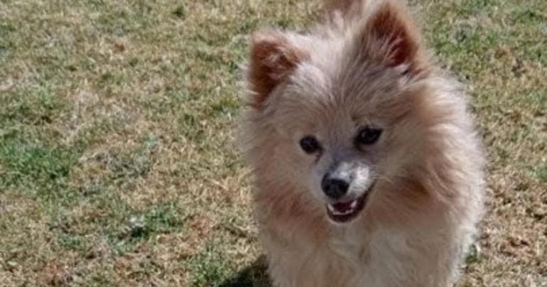Pomerania robado en Puebla es entregado muerto en un paquete de taxi por aplicación