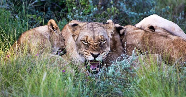Leona Leona ataca y mata a trabajador en Safari de Tamaulipas