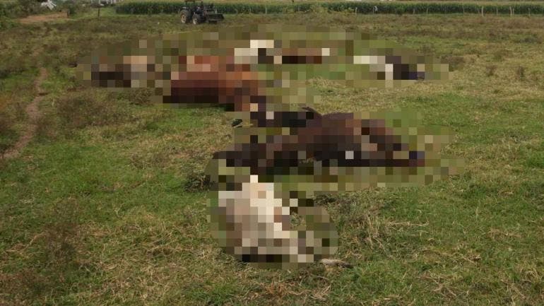 Muerte masiva de reses en Tabasco pérdidas millonarias para ganaderos