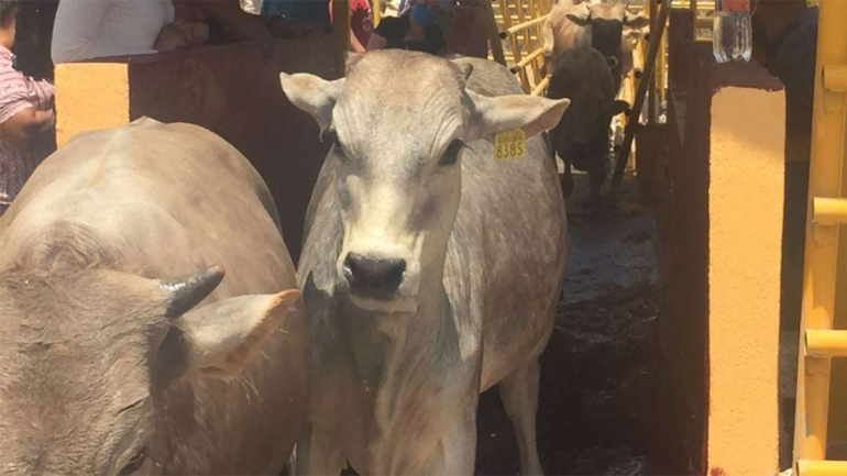 Bañan ganado bovino para controlar garrapatas