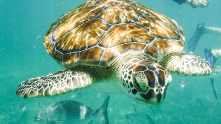 Científicos descubren cinco nuevos arrecifes en el Golfo de México