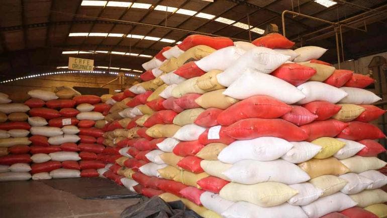Cafetaleros de Chiapas reactivan exportación a EU tras incertidumbre arancelaria