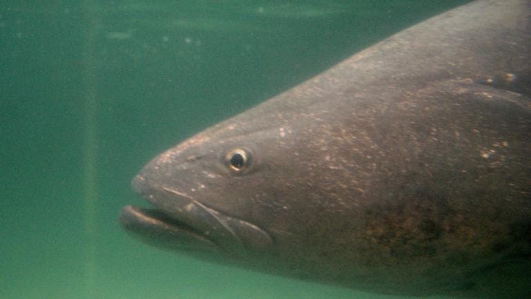 detienen cinco pesca ilegal totoaba Golfo California