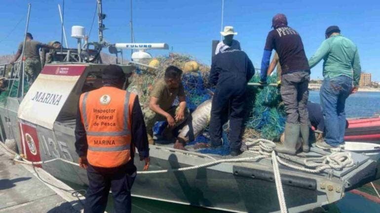Semar asegura kilómetros de redes y libera 17 totoabas en el Alto Golfo de California