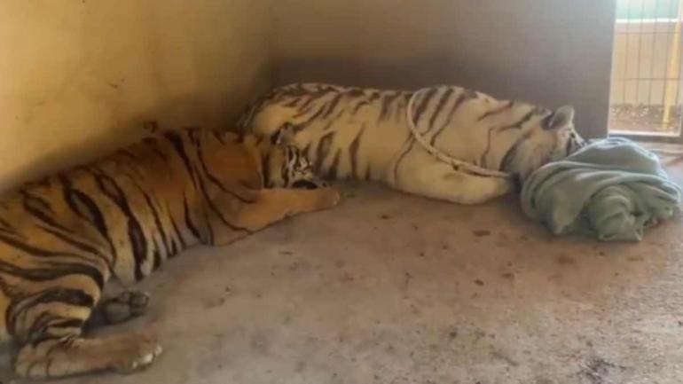VIDEO | Rescatan dos tigres abandonados y extremadamente agresivos en Sinaloa