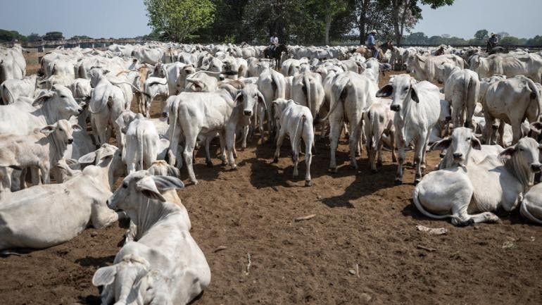 ganaderos advierten perdidas millonarias veto EU