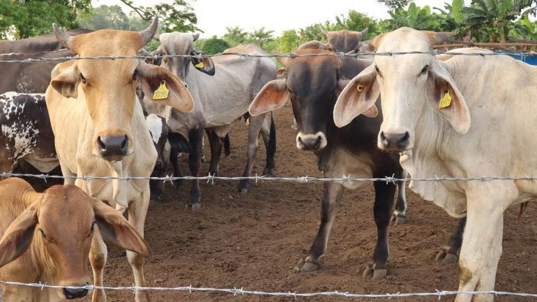 ganaderos critican falta control sureste Mexico gusano barrenador
