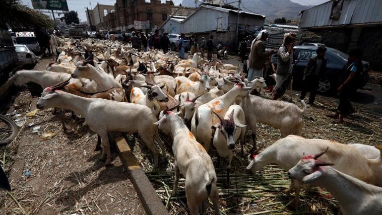 Mexico perderia 11 4 mdd gusano barrenador