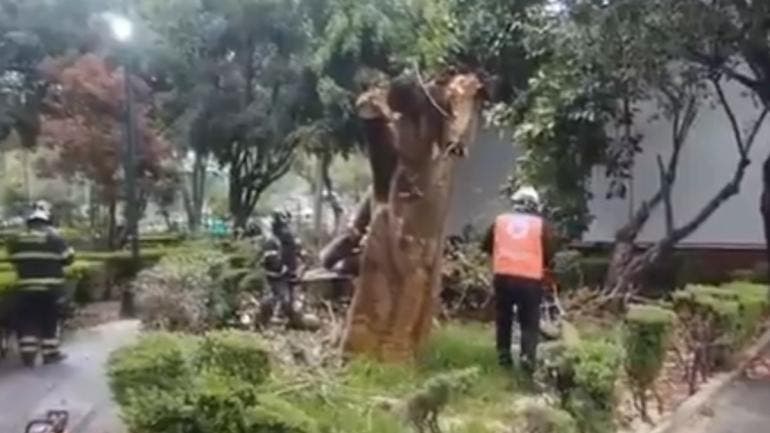cae arbol Tlacoquemecatl del Valle mujer herida