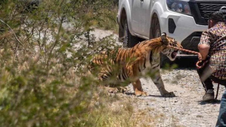 Capturan a tigre de Bengala que escapó en Salinas Victoria, Nuevo León