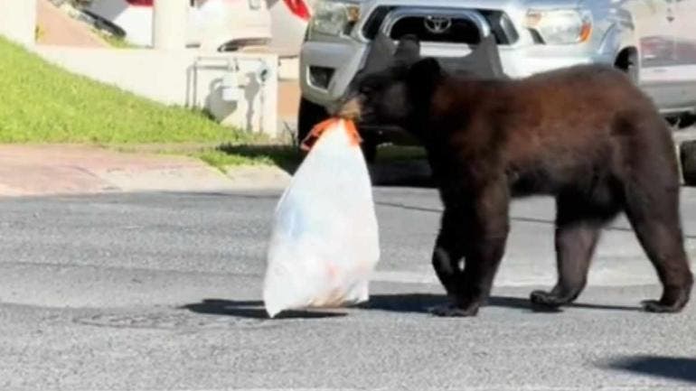 Oso aparece en colonia donde días antes fue visto un puma en Monterrey
