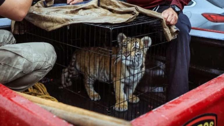 Rescatan a cachorro de tigre de Bengala en taquería de Naucalpan"