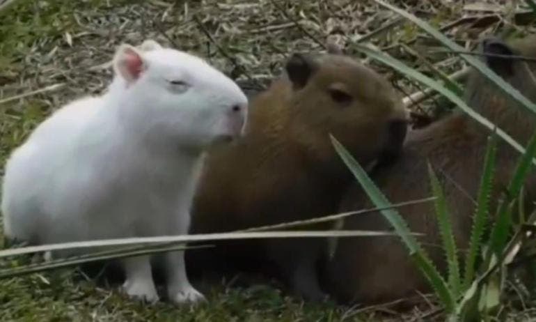 Capibara