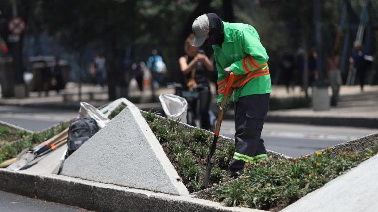 anuncia Sobse plan mantenimiento integral areas verdes arbolado CDMX