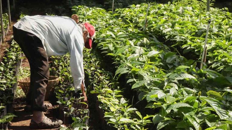 Aranceles de Trump amenazan al café latinoamericano, con precios récord en EU