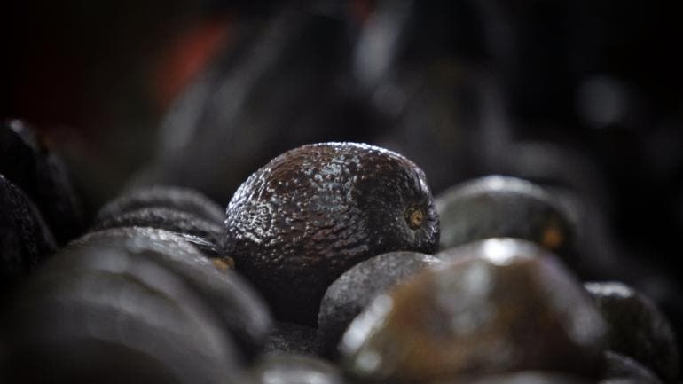 Brasil publica decreto importar aguacate Mexico