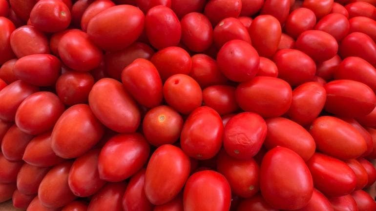 continua exportacion jitomate EU Sheinbaum