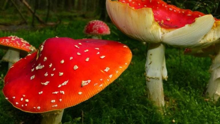 Hongos