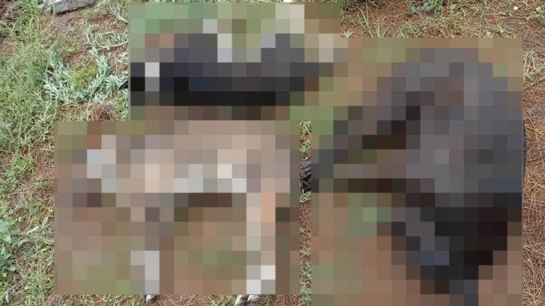 IMÁGENES SENSIBLES Denuncian envenenamiento masivo de perros en SLP; FGE investiga