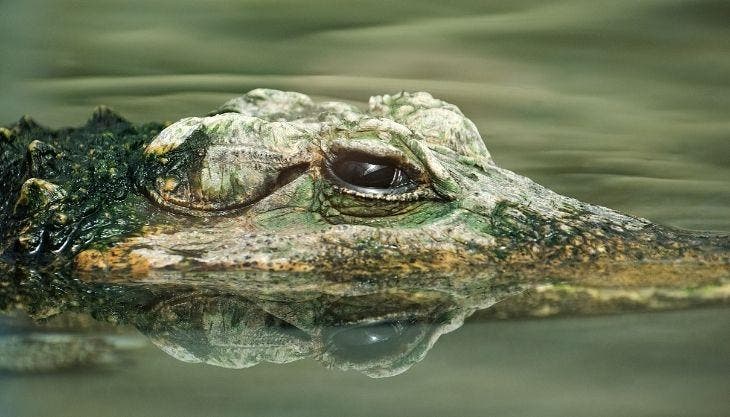 Mujer gana pleito legal para conservar mascota gigante