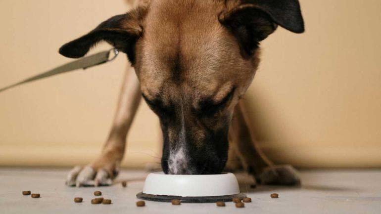 Mercado de alimento para mascotas en México alcanzaría 3 mil 600 mdd en 2025