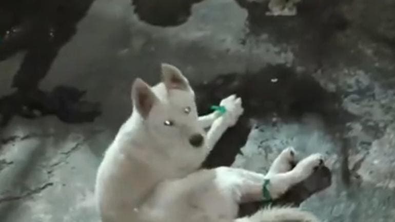 perrito amarrado Nueva Espana Azcapotzalco