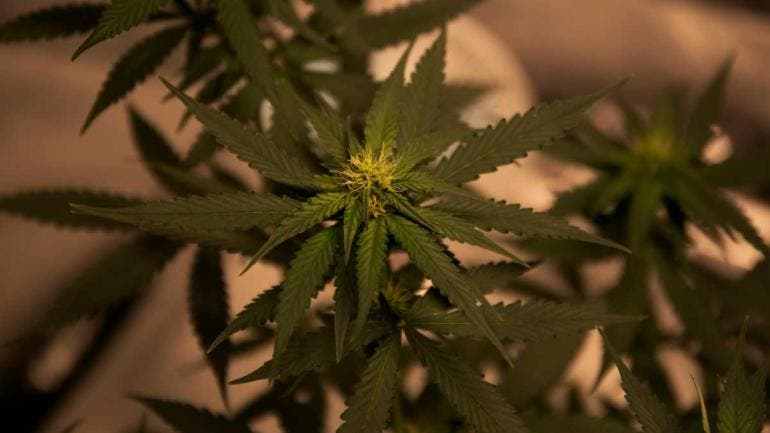 República Checa despenaliza cultivo y tenencia de cannabis recreativo
