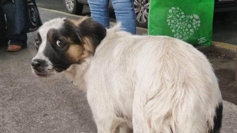 SSC desmiente acusaciones de maltrato animal contra policía en Tlalpan