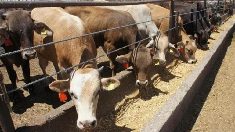 union ganadera Coahuila duro preocupante golpe cierre frontera