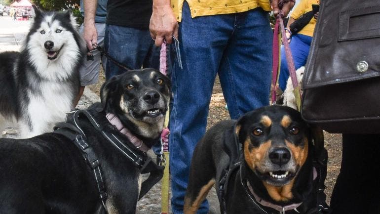 avala Congreso CDMX ratificar animales seres sintientes