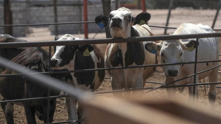 avala EU uso emergencia farmacos veterinarios contra gusano barrenador