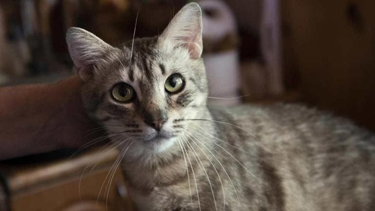 gato-ojos-verdes.jpg
