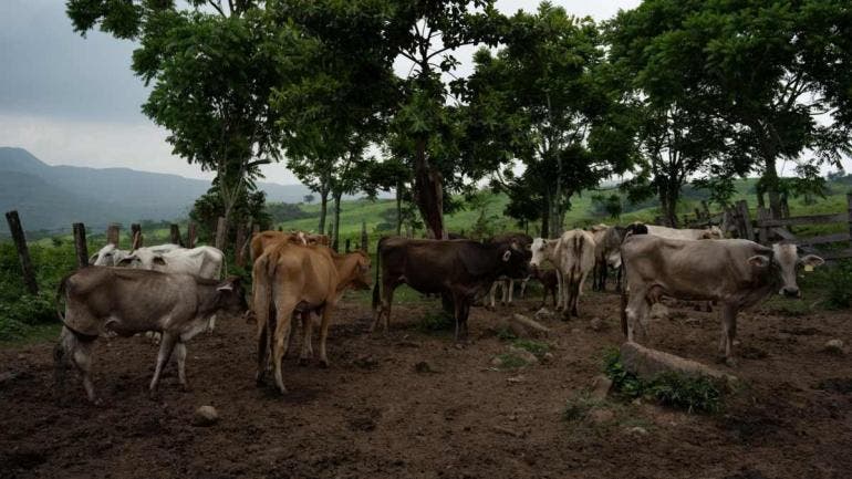 Sheinbaum anuncia plan de producción de carne ante cierre por gusano barrenador