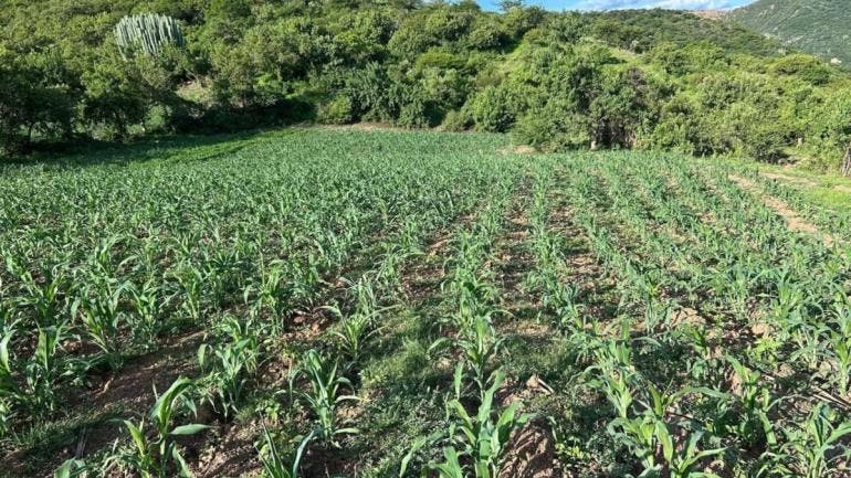 Universidad Chapingo autosuficiencia alimentaria