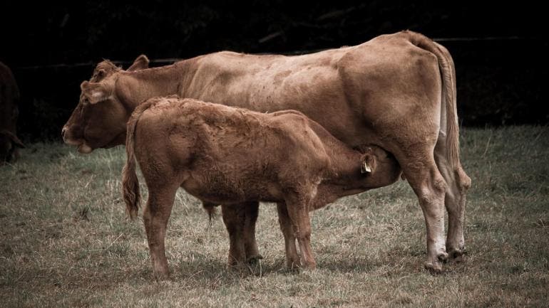 Vaca Roja