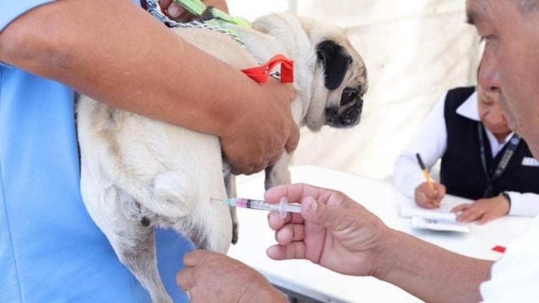 Más de un millón de vacunas antirrábicas aplicó ISEM