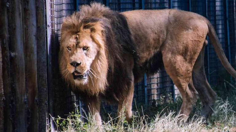 Zoológico en Dinamarca pide donar mascotas para alimentar a sus depredadores
