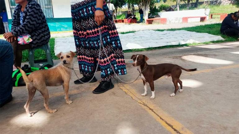 Perros y gatos