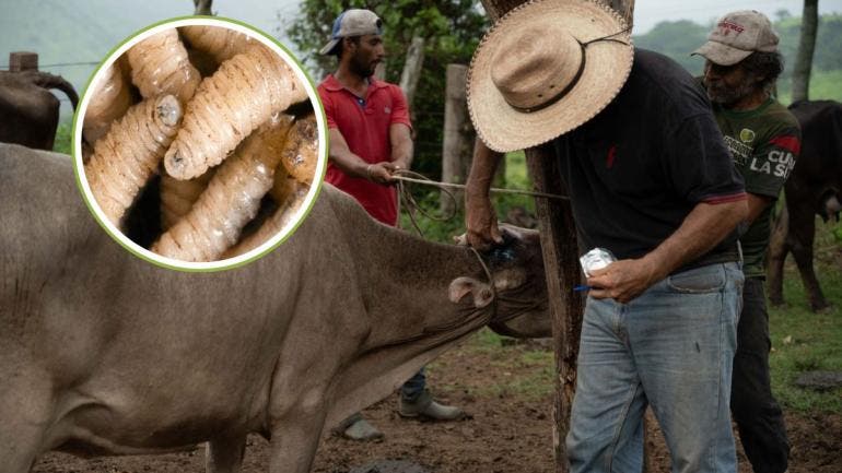 Gusano barrenador 