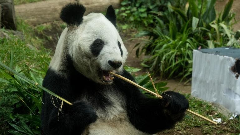  Chapultepec se consolidó como el centro de reproducción de pandas gigantes más exitoso fuera de China, registrando ocho nacimientos en total