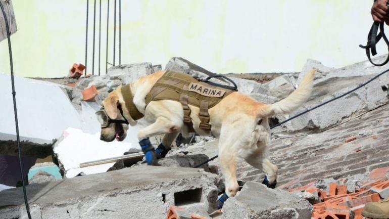 Perrita Frida