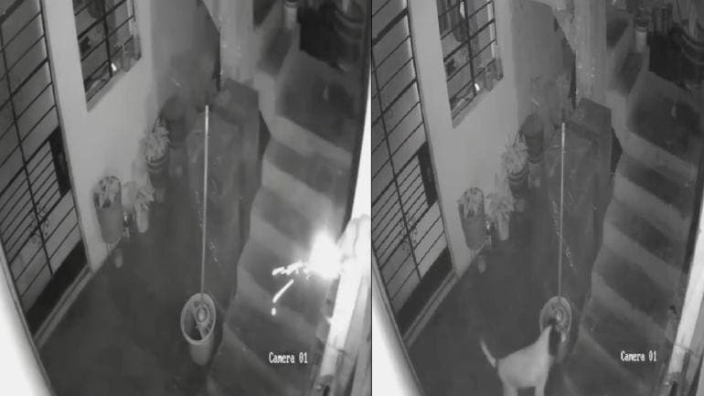 perrita peruana alerta a sus dueños