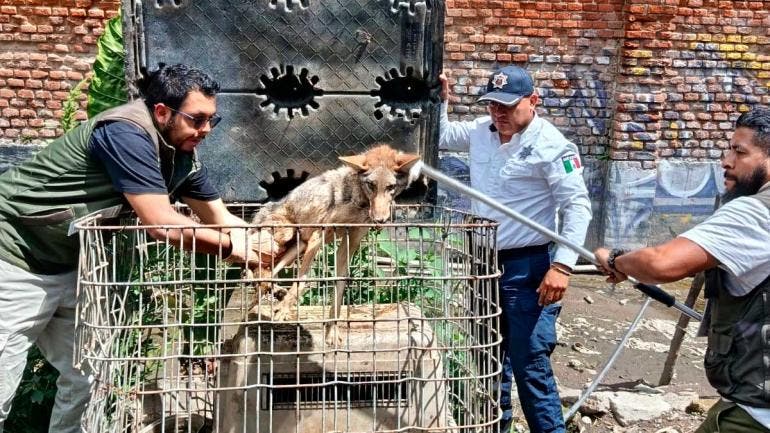 Rescate de Ptofepa