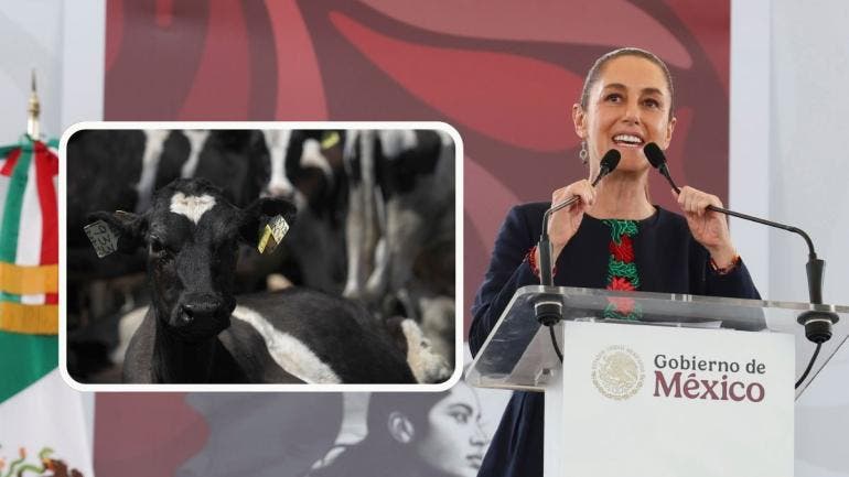 Sheinbaum y ganado