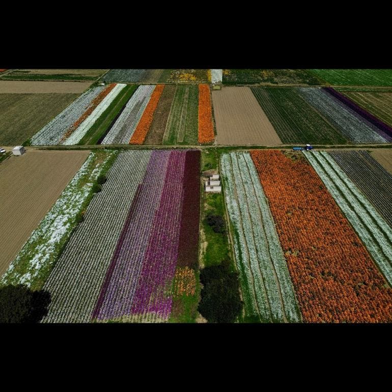 Cosecha de flores de cempasúchil en Atlixco, Puebla (EFE)