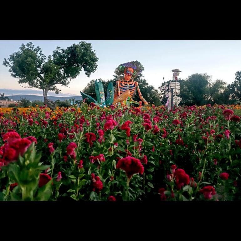 Fotografía de una calavera monumental