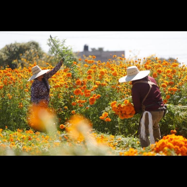 Cosecha de flores de cempasúchil en Atlixco, Puebla (EFE)