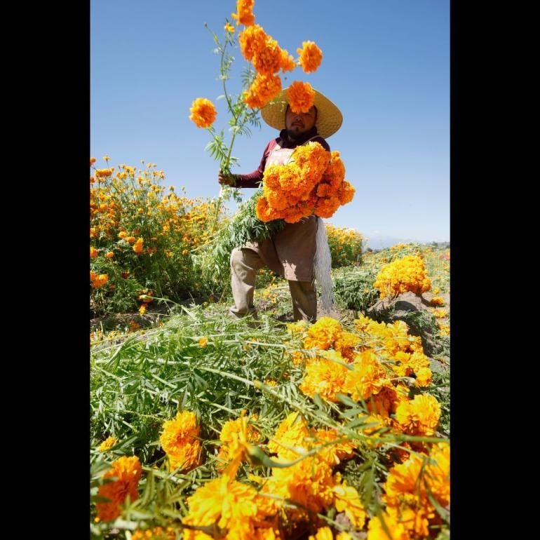 Cosecha de flores de cempasúchil en Atlixco, Puebla (EFE)