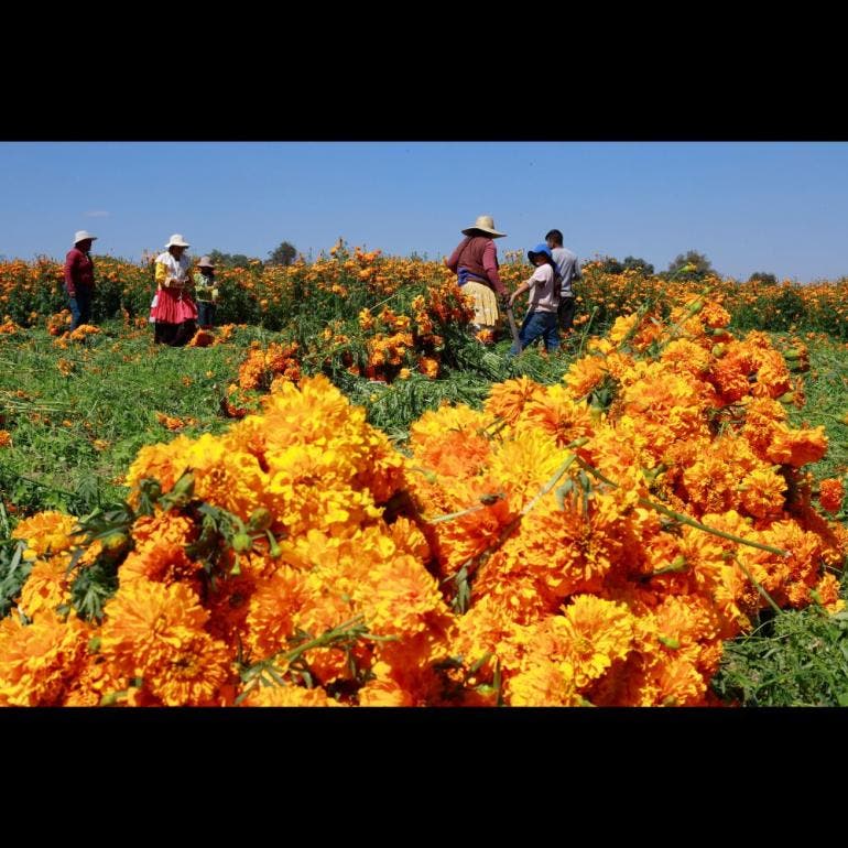 Cosecha de flores de cempasúchil en Atlixco, Puebla (EFE)